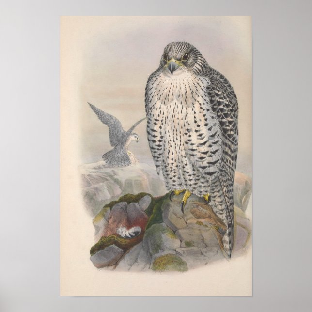 Vintage Iceland Falcon Bird Poster (Front)