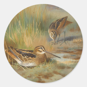 Vintage illustrated snipe birds, Birds Classic Round Sticker