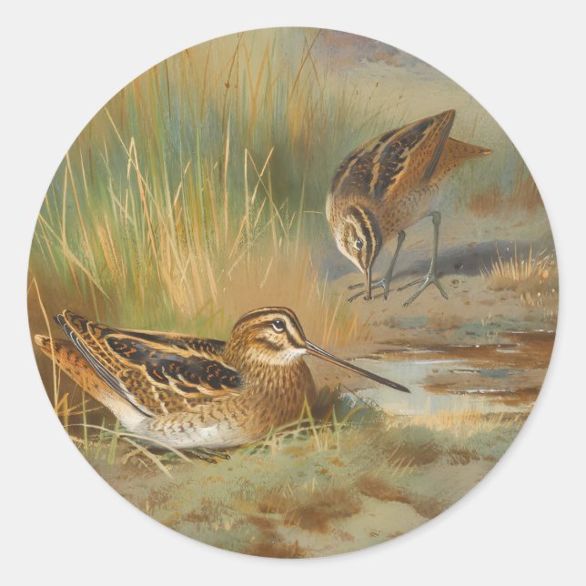 Vintage illustrated snipe birds, Birds Classic Round Sticker (Front)