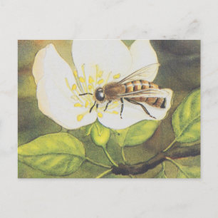 Vintage Illustration : Bee On A White Flower Postcard