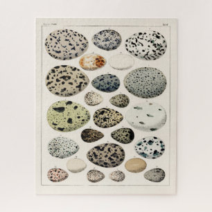 VINTAGE ILLUSTRATION BIRDS EGGS JIGSAW PUZZLE