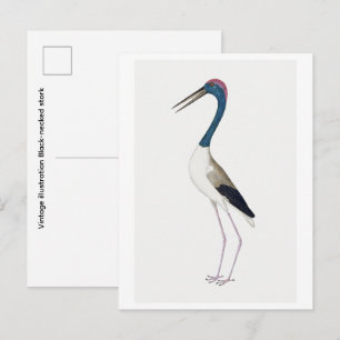 Vintage illustration Black-necked stork Postcard