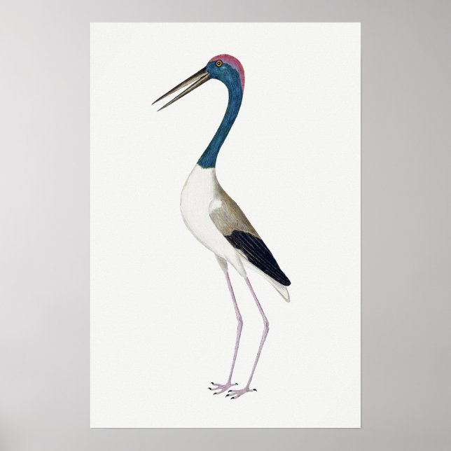 Vintage illustration Black-necked stork  Poster (Front)