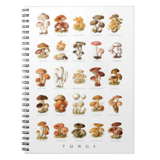 Vintage illustration edible non-edible mushrooms notebook