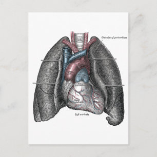 Vintage Illustration Grey's Anatomy Heart Lungs Postcard