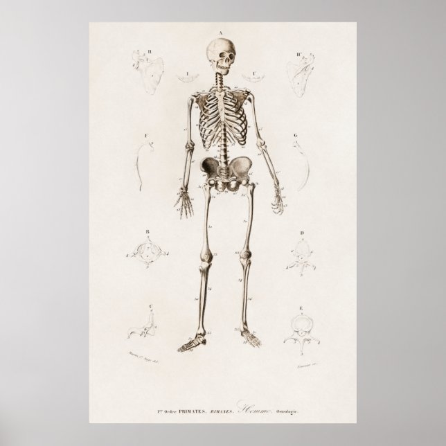 Vintage Illustration Human Skeleton Chart (Front)