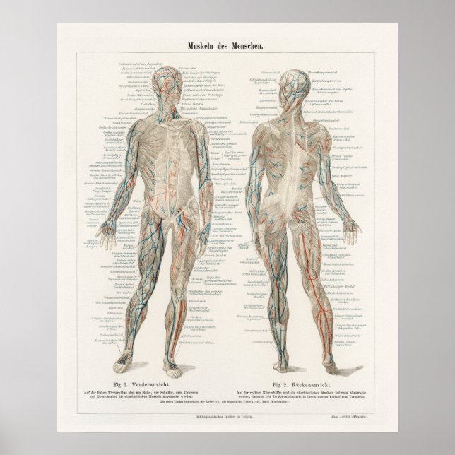 Vintage Illustration Human System Poster (Front)
