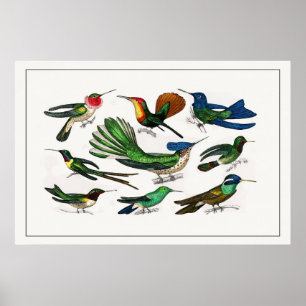 Vintage Illustration Hummingbird Poster