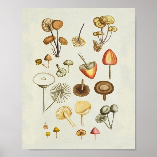 Vintage illustration of a collection of mushrooms  poster (Front)