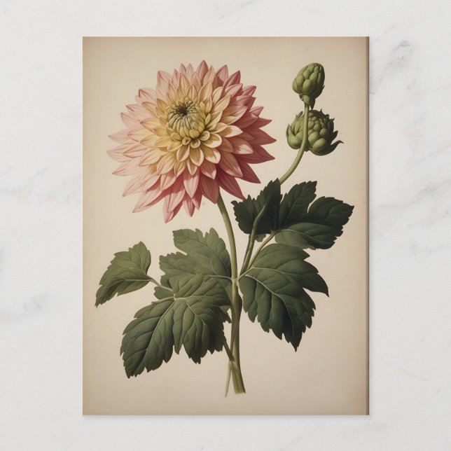 Vintage Illustration of a Dahlia  Postcard (Front)