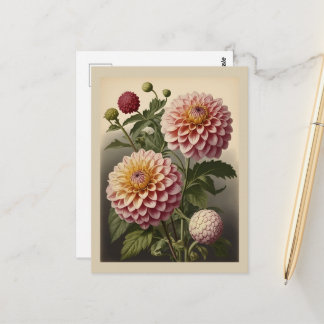 Vintage illustration of a Dahlia Postcard