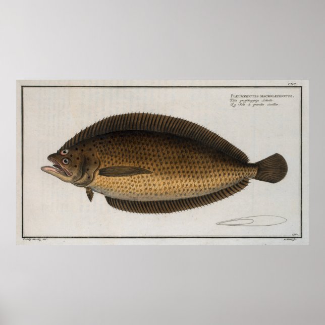 Vintage Illustration of a Flounder (1785) 2 Poster (Front)