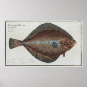 Vintage Illustration of a Flounder Fish (1785) Poster