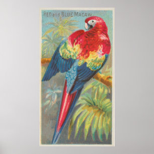 Vintage Illustration of a Macaw Parrot (1889) Poster