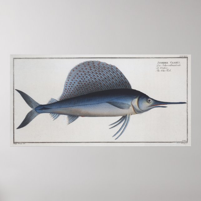 Vintage Illustration of a Sailfish (1785) Poster (Front)