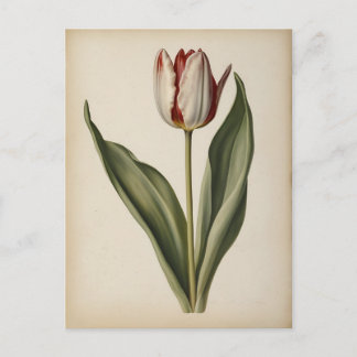 Vintage illustration of a tulip  postcard