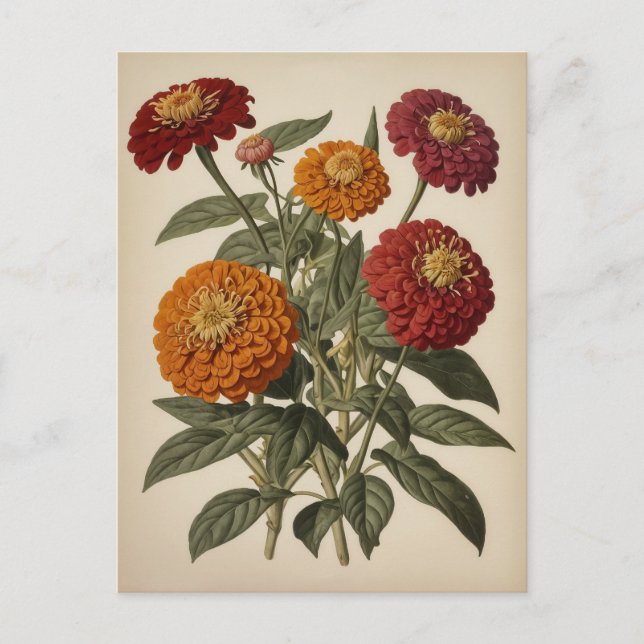 Vintage illustration of a zinnia  postcard (Front)
