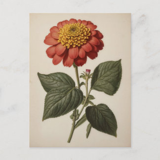 Vintage illustration of a zinnia postcard