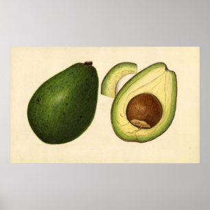 Vintage Illustration of an Avocado 2 Poster