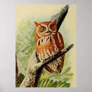 Vintage Illustration of an Owl (1912) Poster