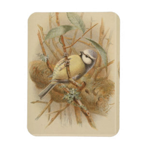 Vintage Illustration of Bluetit Magnet