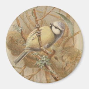 Vintage Illustration of Bluetit Magnet