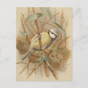 Vintage Illustration of Bluetit Postcard