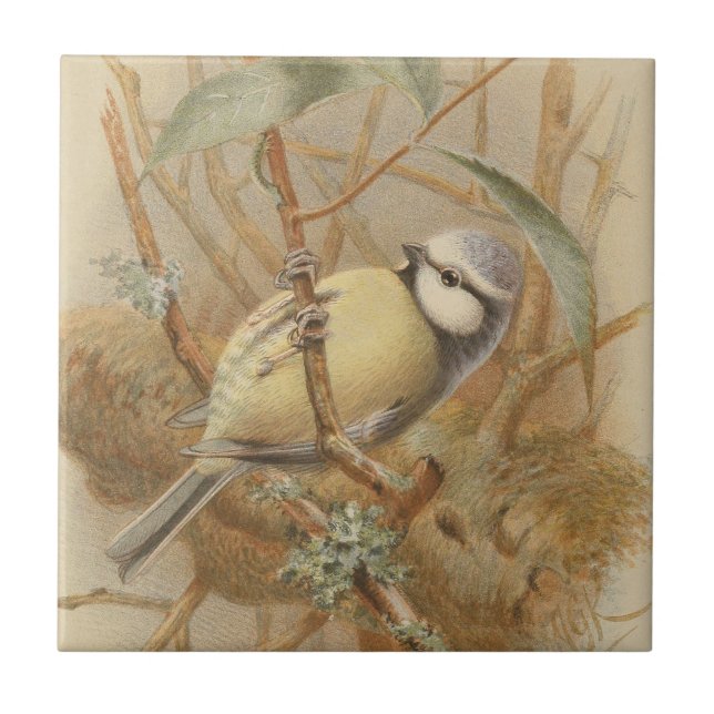 Vintage Illustration of Bluetit Tile (Front)