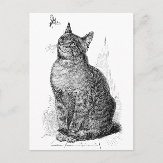 Vintage illustration of Cat watching an Insect Postcard (Front)