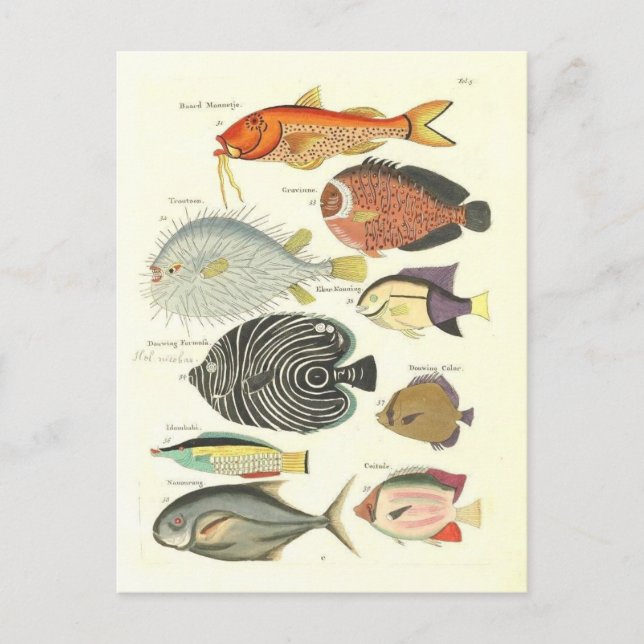 Vintage Illustration of Colourful Fish Postcard (Front)