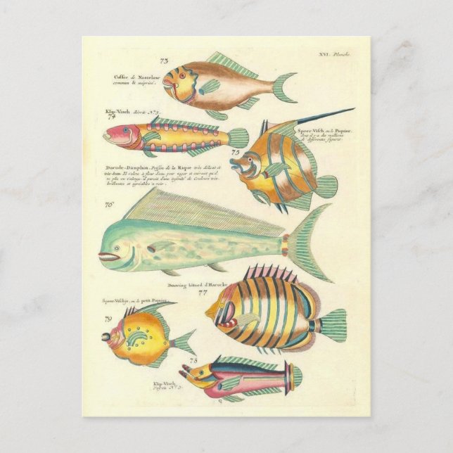 Vintage Illustration of Colourful Fish Postcard (Front)