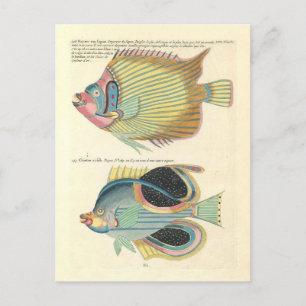 Vintage Illustration of Colourful Fish Postcard