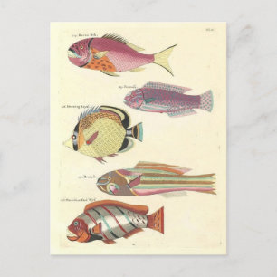 Vintage Illustration of Colourful Fish Postcard