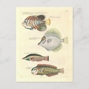 Vintage Illustration of Colourful Fish Postcard