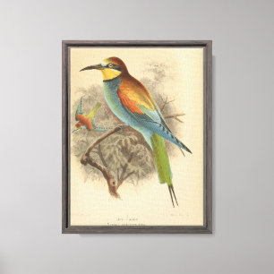 Vintage illustration of European Bee-Eater Canvas Print