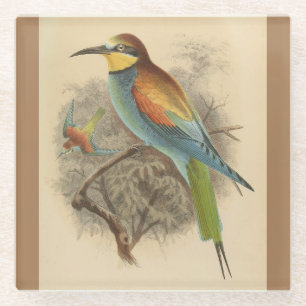 Vintage illustration of European Bee-Eater Glass Coaster