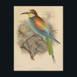 Vintage illustration of European Bee-Eater Postcard<br><div class="desc">Vintage illustration of European Bee-Eater</div>