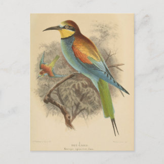 Vintage illustration of European Bee-Eater Postcard