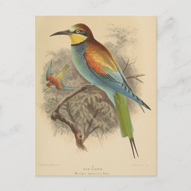 Vintage illustration of European Bee-Eater Postcard (Front)