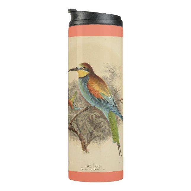 Vintage illustration of European Bee-Eater Thermal Tumbler (Rotated Right)