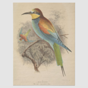 Vintage illustration of European Bee-Eater  Tissue Paper