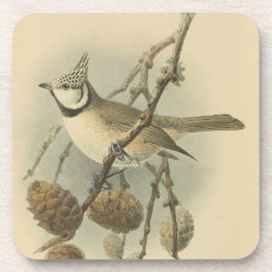 Vintage Illustration of European Crested Tit Coaster