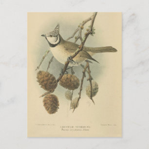 Vintage Illustration of European Crested Tit Postcard