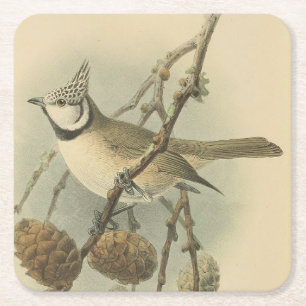 Vintage Illustration of European Crested Tit Square Paper Coaster