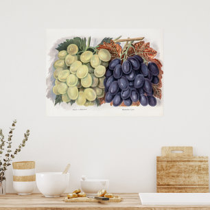 Vintage illustration of grape poster