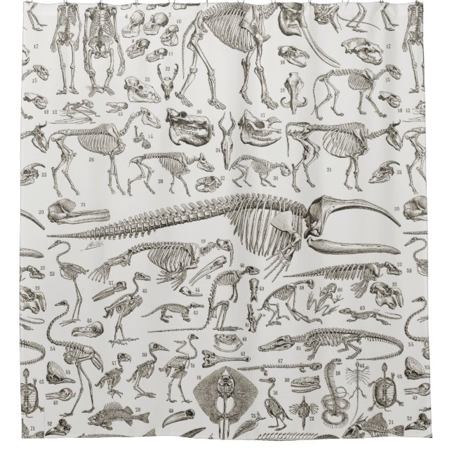 Vintage Illustration of Human & Animal Bones Shower Curtain (Front)