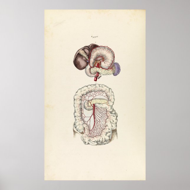 Vintage Illustration of Human Digestive System Poster (Front)