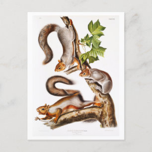 Vintage Illustration of Migratory Squirrels Postcard