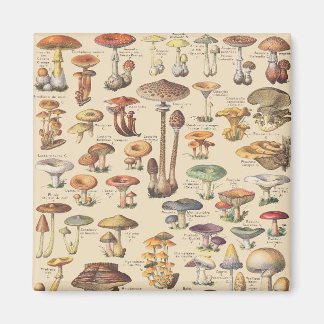 Vintage illustration of mushrooms magnet (Front)