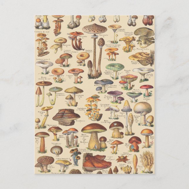 Vintage illustration of mushrooms postcard (Front)